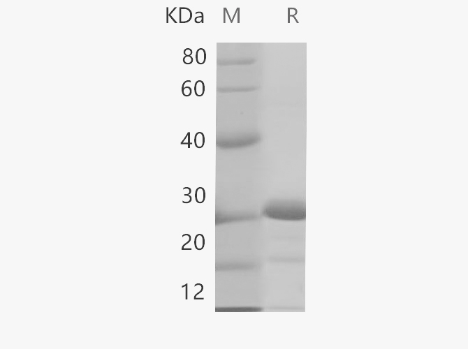 Валидация Elabscience PDEH100705(180)