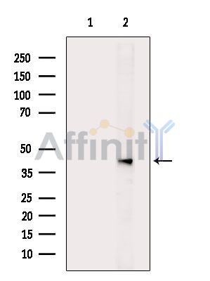 Валидация Affinity DF7168 - 18817