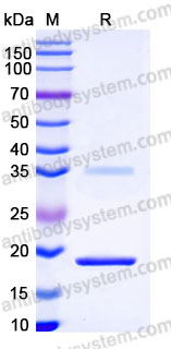 AHC96802, SDS-PAGE