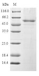 SDS-PAGE