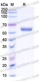 EHM00101, SDS-PAGE