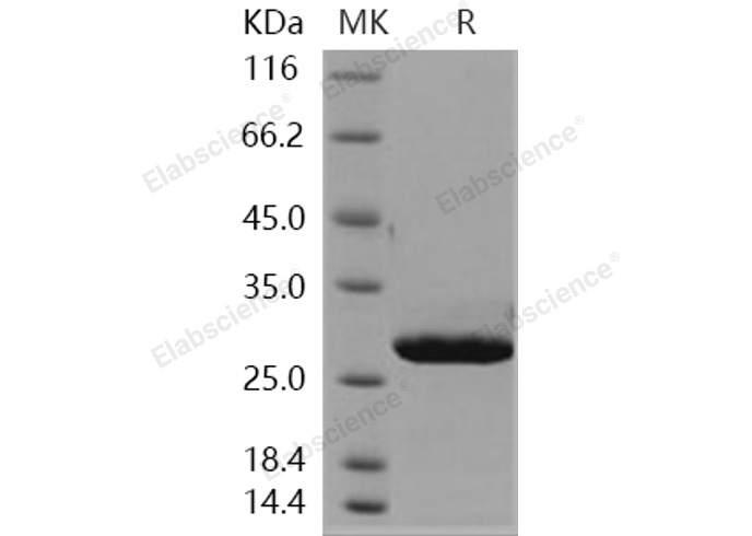 Валидация Elabscience PKSH031130(1909)