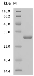 SDS-PAGE