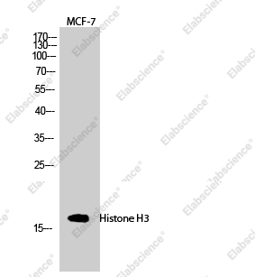 Вестерн-блоттинг, Histone H3, клетки MCF7
