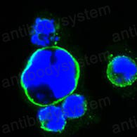 Валидация IF - AntibodySystem RHF42902