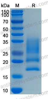 Валидация AntibodySystem AHF85901