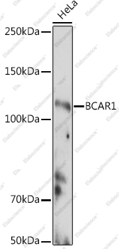 Вестерн-блоттинг, BCAR1, клетки HeLa