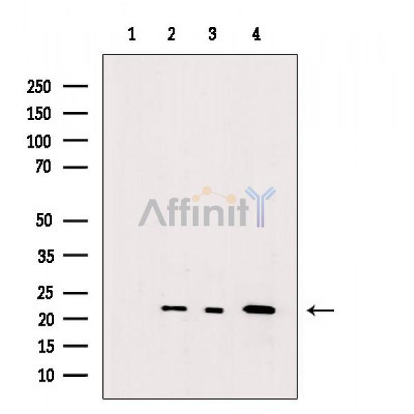 Валидация Affinity DF6075 - 17286