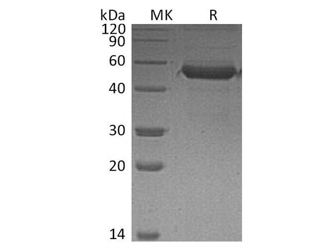 Валидация Elabscience PKSH033434(3756)