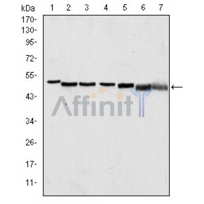 Валидация Affinity BF0563 - 5296