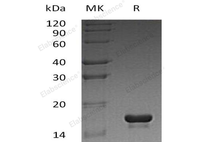 Валидация Elabscience PKSH032324(2815)