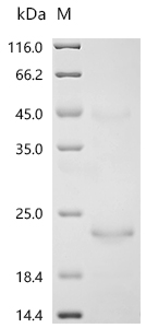 SDS-PAGE