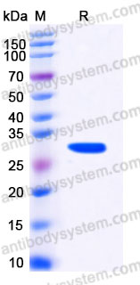 EHA13301, SDS-PAGE
