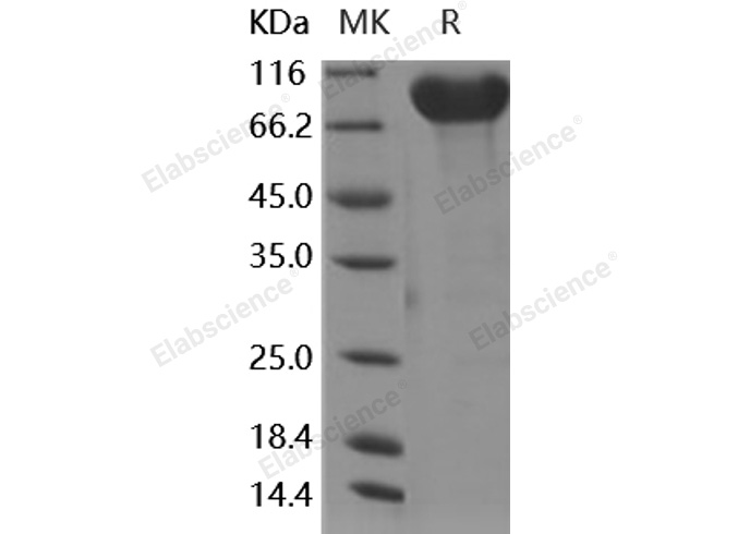 Валидация Elabscience PKSH030509(1421)