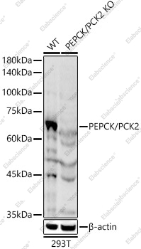 Вестерн-блоттинг, PEPCK/PCK2, клетки 293T