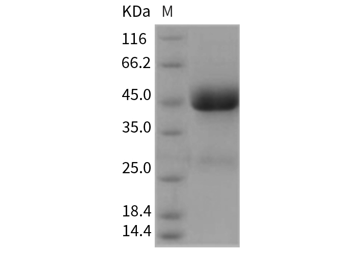 Валидация Elabscience PKSR030320(5664)