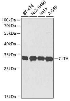 Валидация Elabscience E-AB-62046