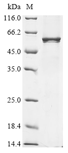 SDS-PAGE