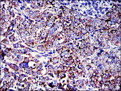 Валидация AntibodySystem RHB76001 (365)