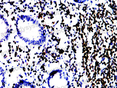 Валидация AntibodySystem RHC91003 (1169)