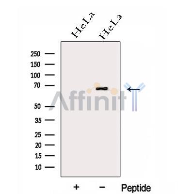 Валидация Affinity DF13031 - 7853