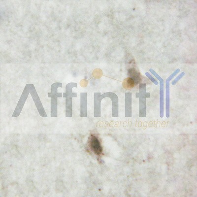 Валидация Affinity AF6121 - 3335