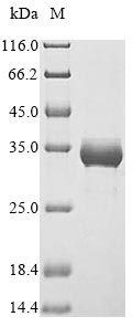 SDS-PAGE