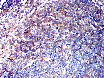 Валидация AntibodySystem RHA52803 (160)