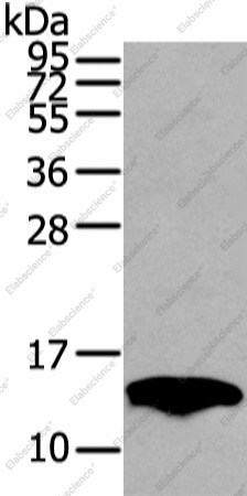 Вестерн-блоттинг, PMP2, жировая ткань мыши