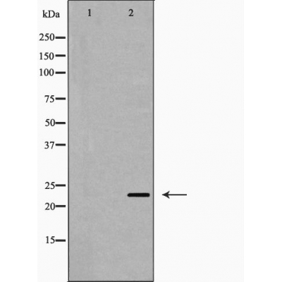 Валидация Affinity AF5455 - 3107