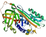 Squamous Cell Carcinoma Antigen 1 (SCCA1)