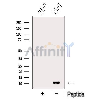 Валидация Affinity DF13193 - 8185