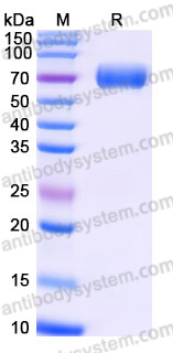 AHJ38905, SDS-PAGE