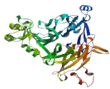 Semaphorin 6D (SEMA6D) Semaphorin 6D (SEMA6D)