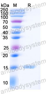 Валидация SDS-PAGE - AntibodySystem RHJ90205