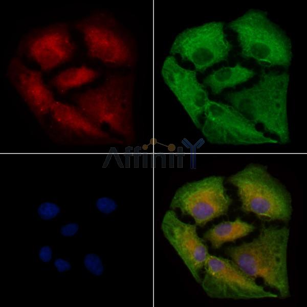 Валидация Affinity DF2529 - 13187