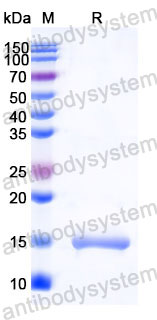Валидация SDS-PAGE - AntibodySystem RHD66201