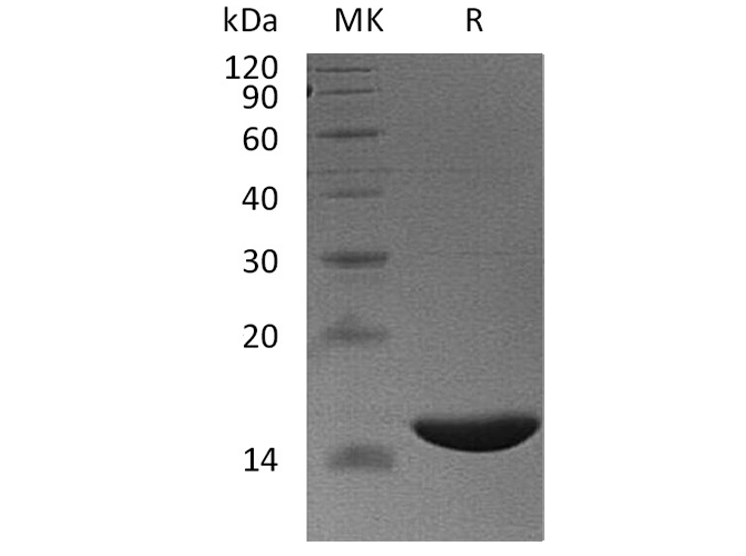 Валидация Elabscience PKSH033681(3963)
