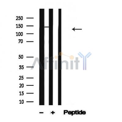 Валидация Affinity AF4601 - 2213