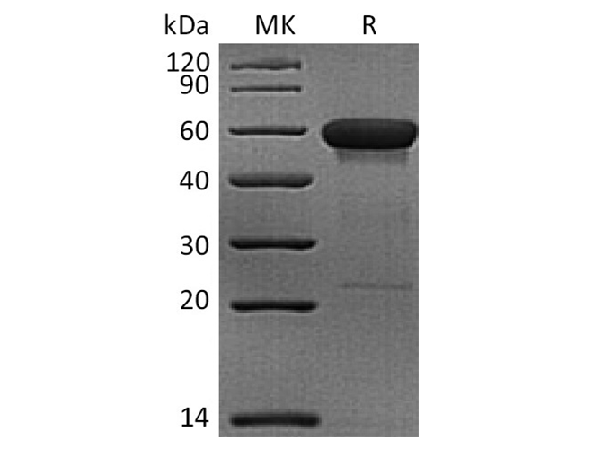 Валидация Elabscience PKSQ050081(5450)