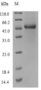 SDS-PAGE