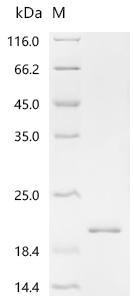 SDS-PAGE