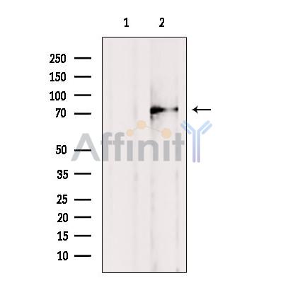 Валидация Affinity DF2330 - 12907