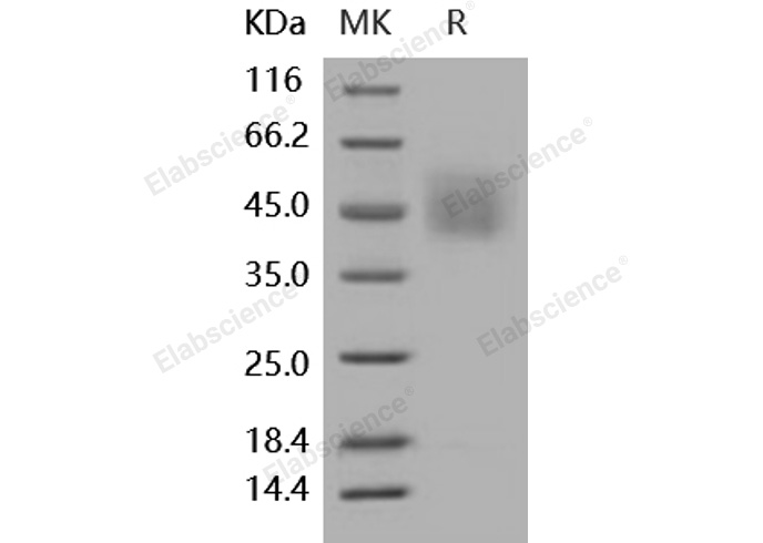 Валидация Elabscience PKSH031876(2498)