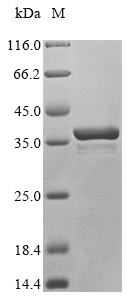 SDS-PAGE