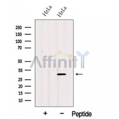 Валидация Affinity DF12627 - 7260