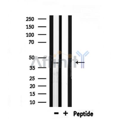 Валидация Affinity DF7311 - 18997