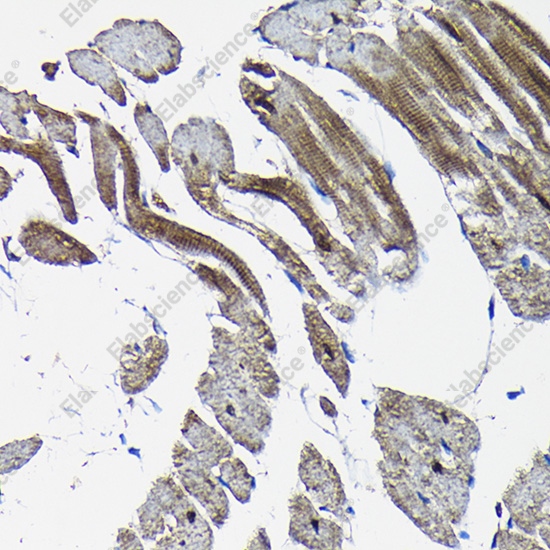 Иммуногистохимия, Nesprin 1, ткань сердца крысы