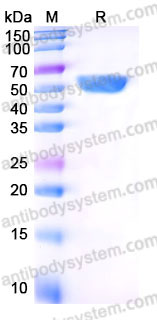 YHB43702, SDS-PAGE