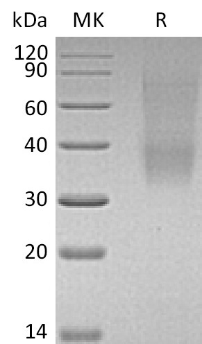 Валидация Elabscience PKSM041148(5060)